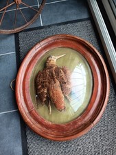 Becasse Des Bois d'oiseaux
