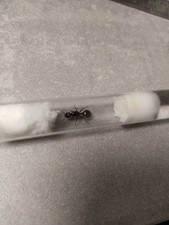 Fourmis Messor Barbarus une