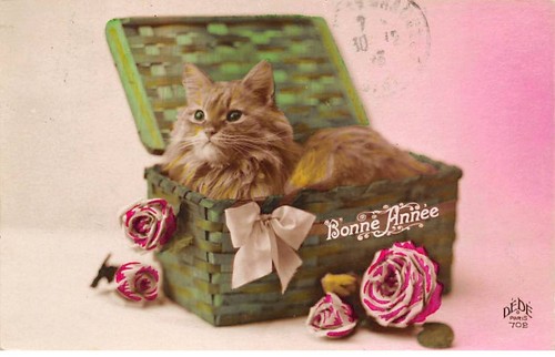 Animaux 79833 chat - -,