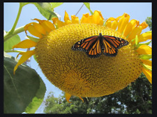 TOURNESOL MAMMOUTH - Lot de 25