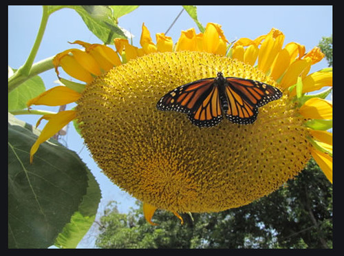 Tournesol geant lot - tournesol,