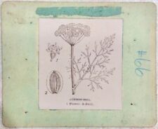 AUTHENTIC ANTIQUE ALBUMEN