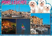Animaux - Chiens - Bichon Maltais - Port-Leucate - Multivues - Bateaux - CPM - V