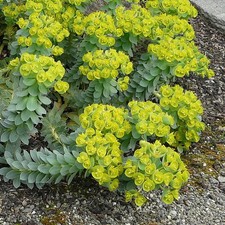 Euphorbia myrsinites -