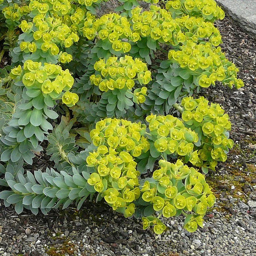 Euphorbia myrsinites - ,