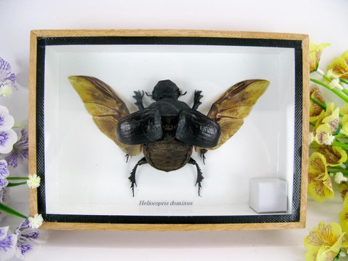 Heliocopris dominus - heliocopris,
