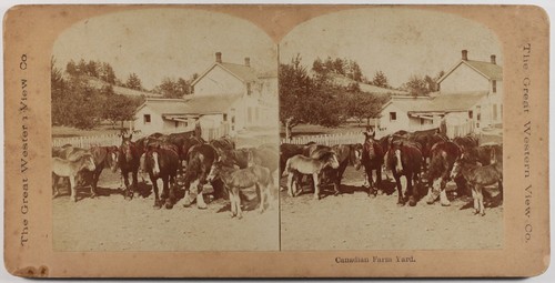 Canada ferme canadienne - canadienne, poney