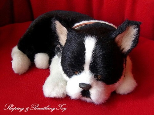 Breathing perfect pet boston - breathing,