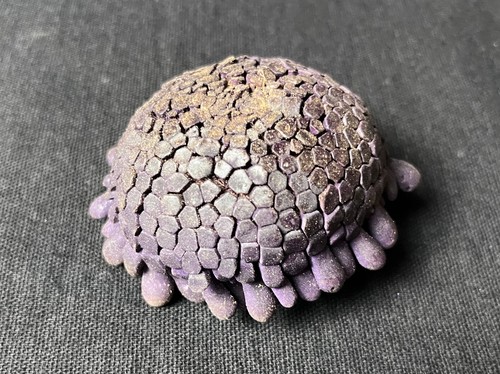 Coquillage oursin tortue - oursin,
