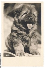 CD-BFP1-0932-CHIEN - Jeune eurasier