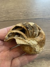 nautile ammonite fossile
