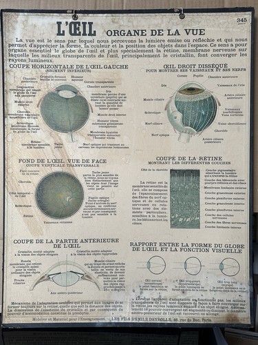 Affiche scolaire oeil - affiche, l’oeil