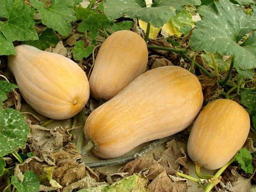 Lot graines de courge - de,