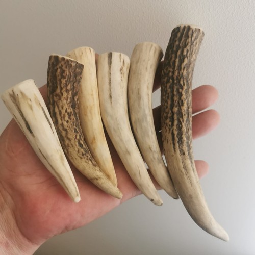 356 ébauches corne - 356.Ébauches, cerf