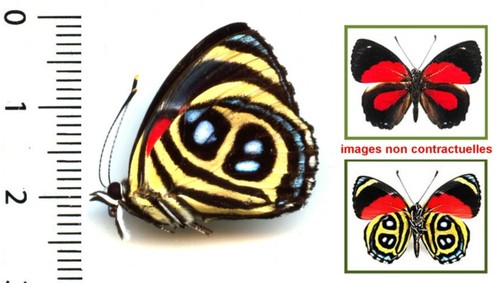 Nymphalidae catagramma - nymphalidae,