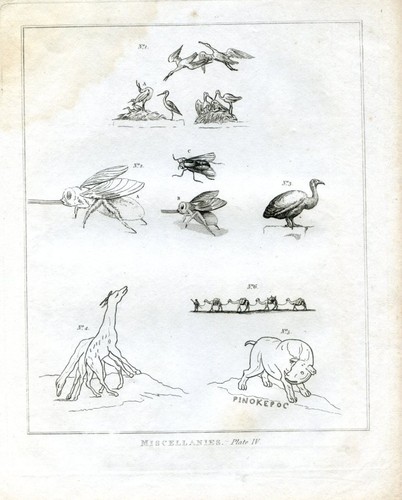 Oiseaux insectes - oiseaux,,