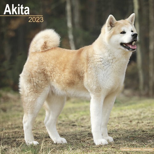Calendrier 2023 akita - calendrier,