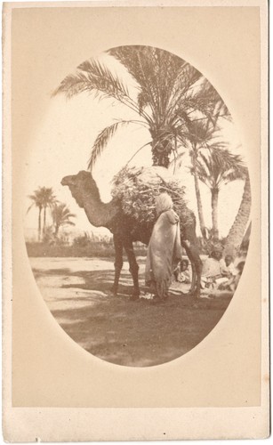 Palmier dromadaire enfant - dromadaire,