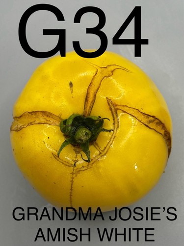 Graine seed tomate taille - seed,