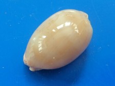 Cypraea cinerea Martinique (Le Prêcheur)  27,1mm F+++ n56