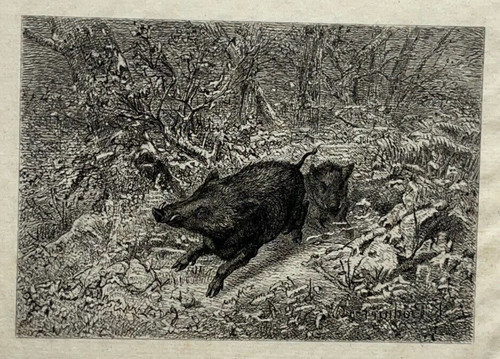 Sangliers courants gravure eau - gravure,