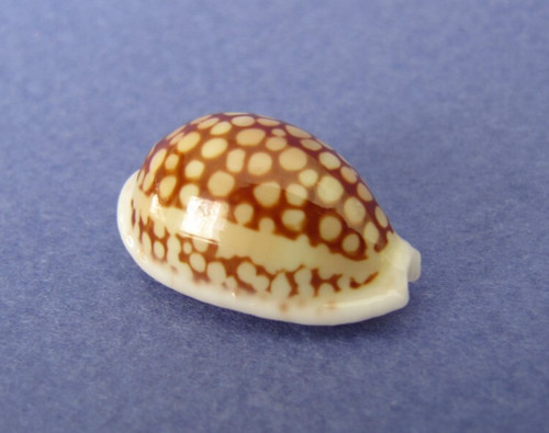 Cypraea cribraria comma