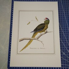 estampe lithographie OISEAU