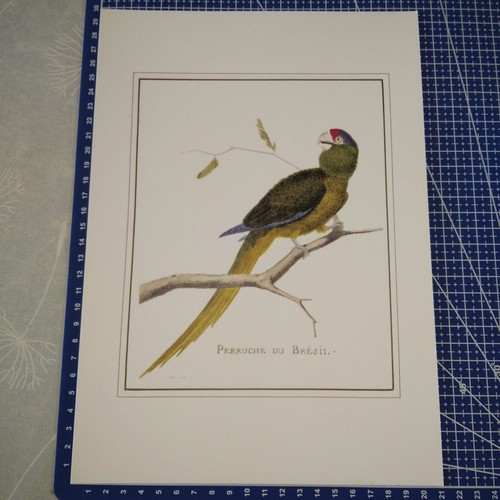 Estampe lithographie oiseau - estampe,