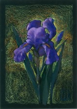 IRIS bleu en fleur, tableau original A3 oeuvre technique mixte fleurs