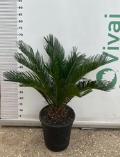 Plante cycas cicas - cycas, revoluta