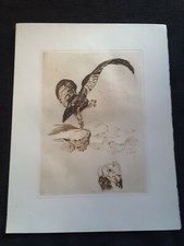 Odette Denis eau forte condor vautour rapace