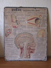 ANCIENNE AFFICHE DEYROLLE - ANATOMIE - HOMME ORGANES DES SENS