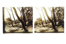 Paysage Arbres Femme France Photo Stereo L1n2 Plaque de verre Vintage