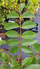 Juglans x intermedia 'MJ209