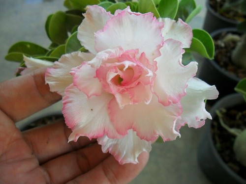 Graines adenium obesum - adenium,