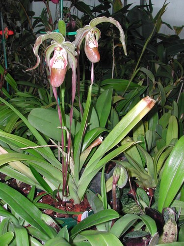Phragmipedium majestic tresses - phragmipedium,