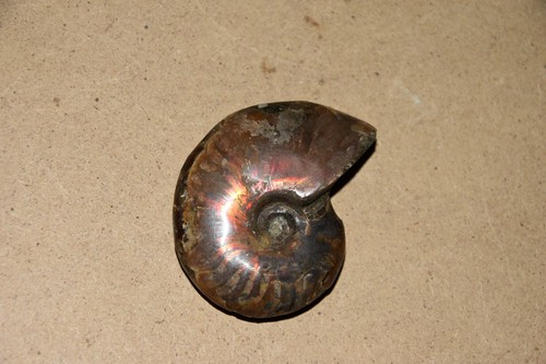 Ammonite aioloceras besairiei - aioloceras,