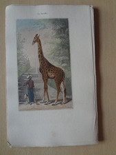 Gravure animal : giraffe