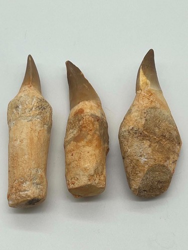 Lot dents fossiles - de,