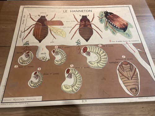 Carte affiche scolaire - affiche,