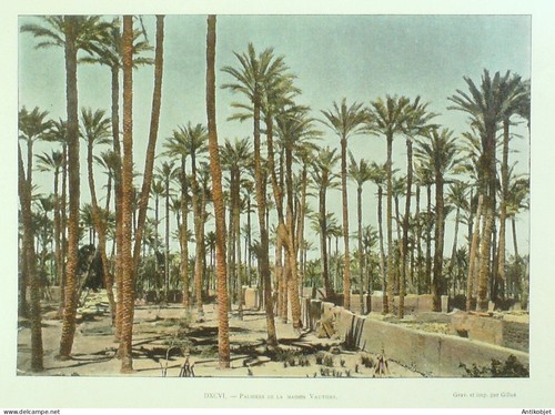 Egypte palmiers maison - palmiers,