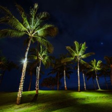 Lumières de Noël pour