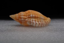 55 - Sea shells - Lyria