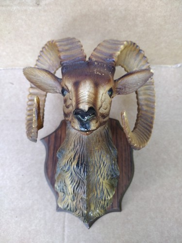 Trophée chasse mouflon - "trophée,