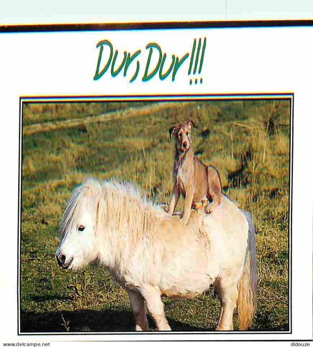 Postcard animals horses - -,