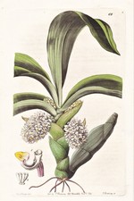 Eria Convallarioides Orchidée Orchid Botanique Botany Edwards Gravure sur Cuivre