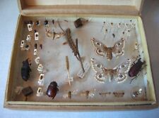 Ancienne vitrine boîte collection papillon chenille insecte cabinet curiosité n9