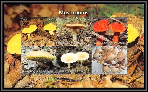 0915 djibouti champignons - djibouti,