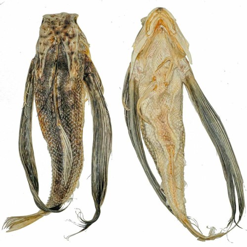 Poisson volant exoset