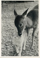 7CPSM / CARTE POSTALE / CHAT / CAT / EDITION ADMIRA & PING DAY / N° 7